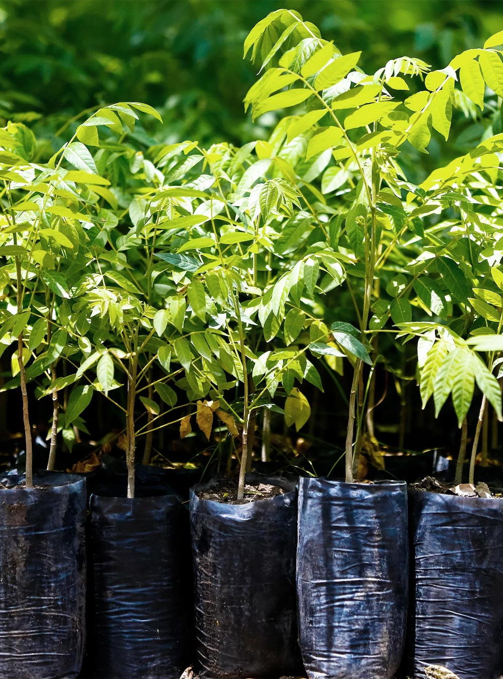 One Tree Planted 🌳 Responsible Reforestation One Parasol At A Time